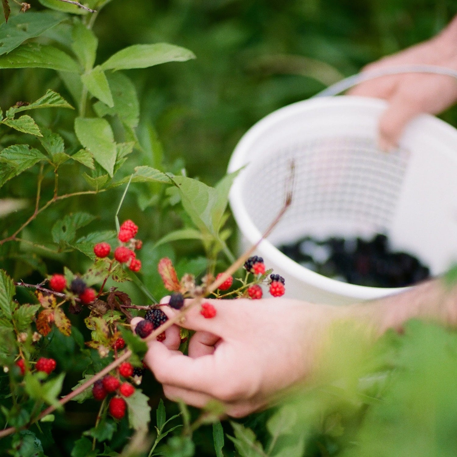 A person picks ripe blackberries from a bush and places them into a white basket.