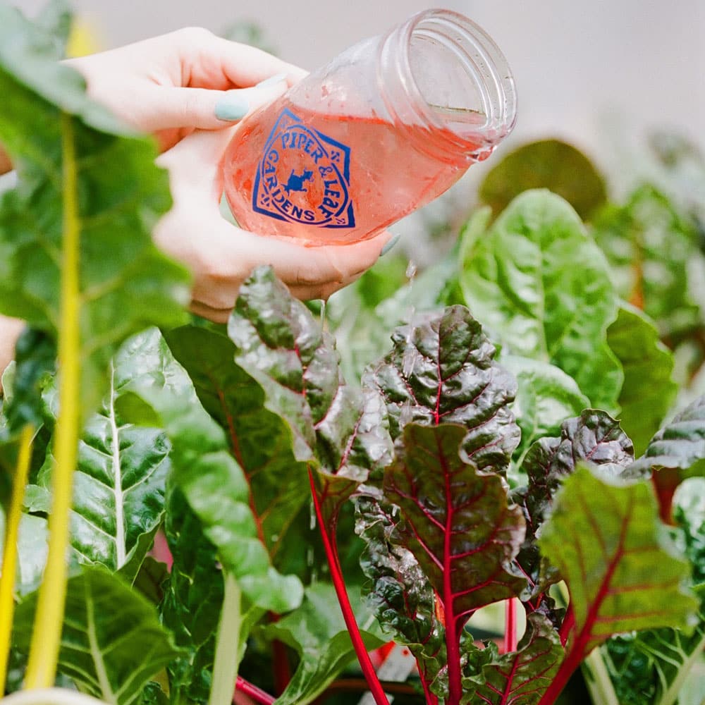 A hand pours liquid from a glass jar onto leafy green plants growing in a garden.