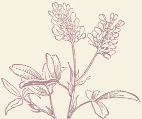 Alfalfa sketch