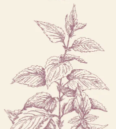 Nettle sketch