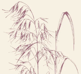 Oatstraw sketch
